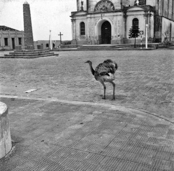 Uma ema domesticada na praça de Camaquã (RS) - 1959