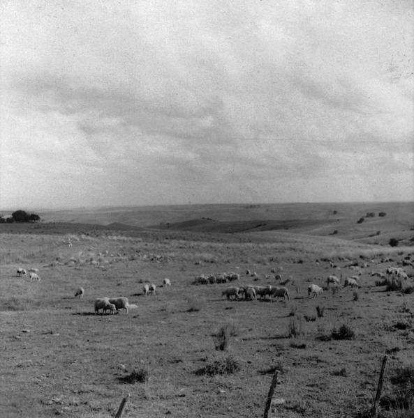 Rebanhos de ovelhas : relevo de coxilhas pouco depois de Lavras (RS) - 1959