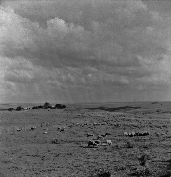 Sede de fazenda pequena pouco depois de Lavras (RS) - 1959
