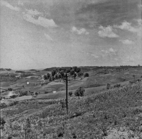 Arredores do município de Dionísio Cerqueira, vendo-se lavoura nas encostas : município de Dionísio Cerqueira - 1966