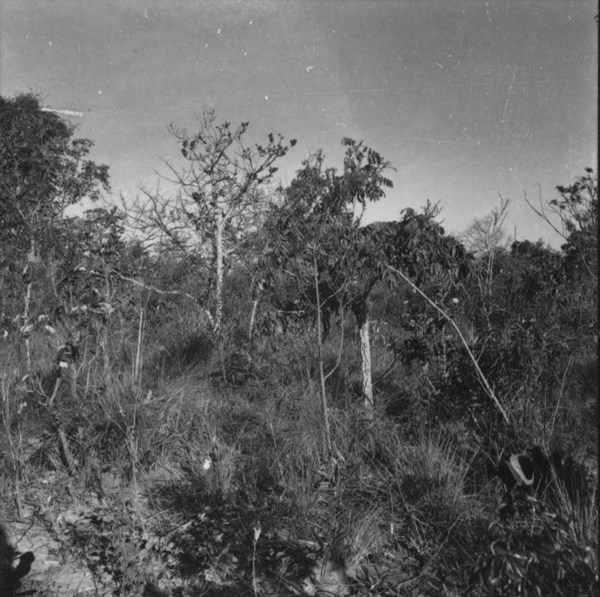 Cerrado perto da cidade de Promissão (SP) - 1957