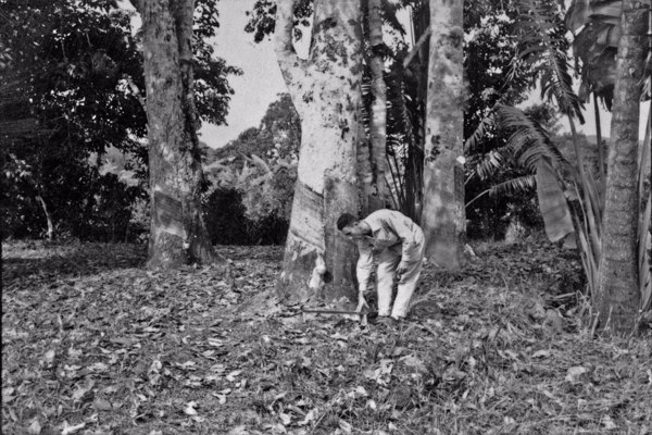 Seringueiras de 45 anos, vendo-se o corte e as tigelinhas na estação experimental de Ubatuba (SP) - 1958