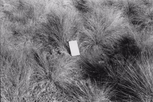 Município de Itapetininga : Campos pauperrimos, o tapete de gramíneas não cabre inteiramente o solo (SP) - 1958
