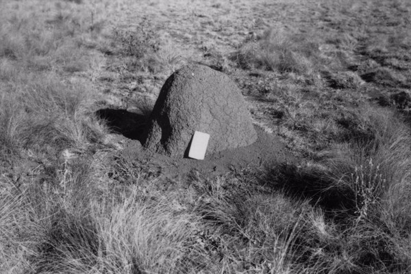 Cupinzeiro com capim rabo de burro em Itapetininga, o solo é de natureza argilosa e de cor vermelha (SP) - 1958