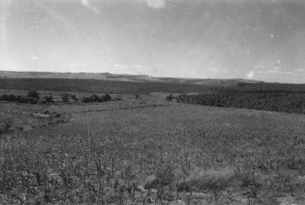 Paisagem agrária de eucaliptos e café entre Indaiatuba e Campinas (SP) - 1958