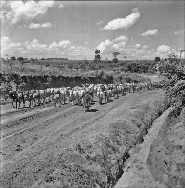 Boiada de recria na estrada em direção a Guararapes : Município de Guararapes (SP) - 1960