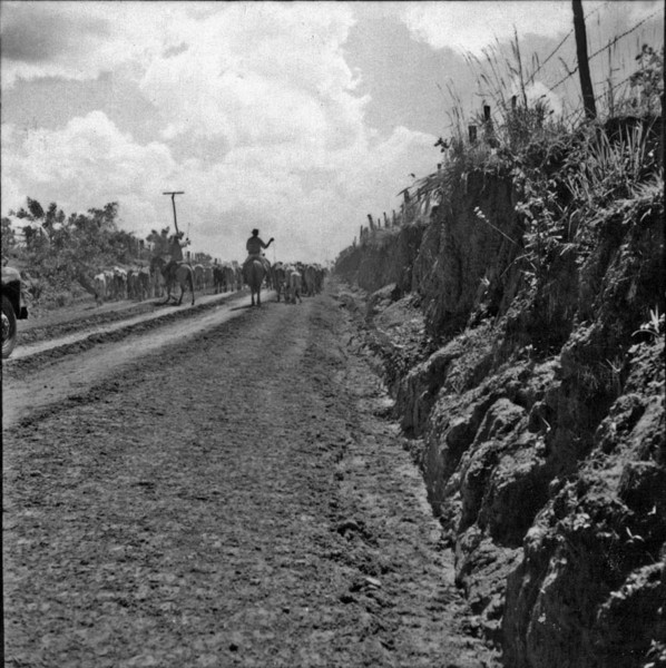 Boiada de recria na estrada em direção a Guararapes : Município de Guararapes (SP) - 1960