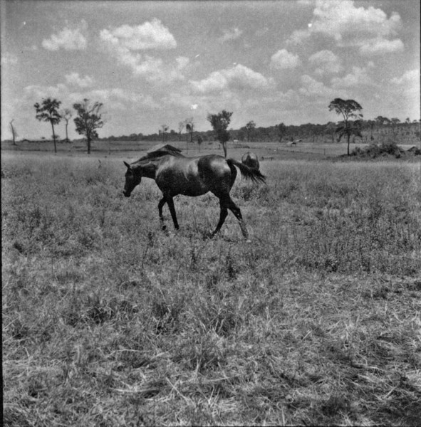Haras : Criação extensiva de cavalos de raça : Município de Junqueirópolis (SP) - 1960
