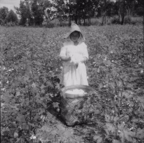 Colheita de algodão em Taquaritinga (SP) - 1960