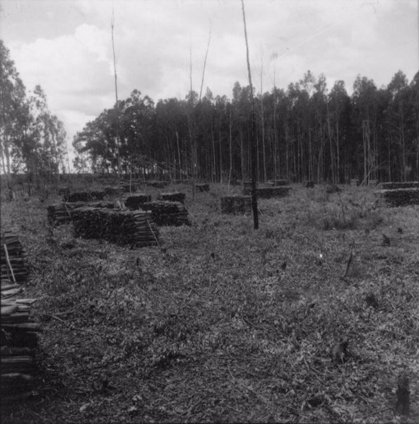 Eucalipto para lenha : Município de Catanduva (SP) - 1960